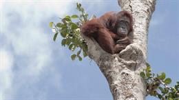 Protezione per gli oranghi del Borneo