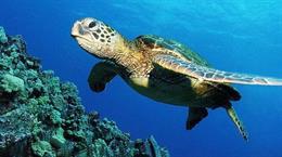 Malesia: le tartarughe marine sono in pericolo